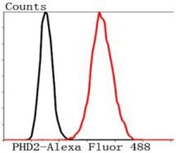 Invitrogen PHD2 Polyclonal Antibody 100 &mu;L; Unconjugated:Antibodies,