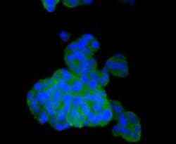 Invitrogen PHD2 Polyclonal Antibody 100 &mu;L; Unconjugated:Antibodies,