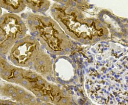 Invitrogen PHD2 Polyclonal Antibody 100 &mu;L; Unconjugated:Antibodies,