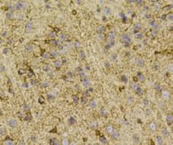 Invitrogen PHD2 Polyclonal Antibody 100 &mu;L; Unconjugated:Antibodies,