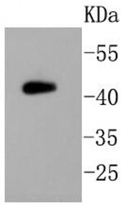 Invitrogen PHD2 Polyclonal Antibody 100 &mu;L; Unconjugated:Antibodies,