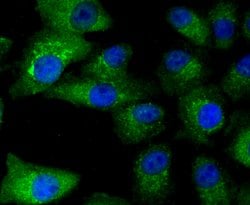 Invitrogen PD-L1 (CD274) Polyclonal Antibody 100 &mu;L; Unconjugated:Antibodies,