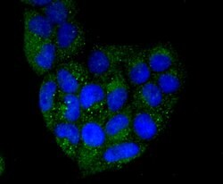Invitrogen PD-L1 (CD274) Polyclonal Antibody 100 &mu;L; Unconjugated:Antibodies,