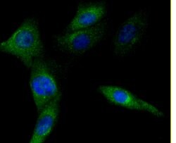 Invitrogen PD-L1 (CD274) Polyclonal Antibody 100 &mu;L; Unconjugated:Antibodies,