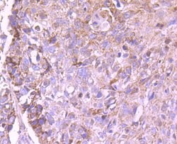 Invitrogen PD-L1 (CD274) Polyclonal Antibody 100 &mu;L; Unconjugated:Antibodies,