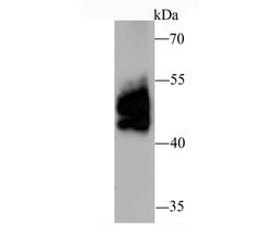 Invitrogen PD-L1 (CD274) Polyclonal Antibody 100 &mu;L; Unconjugated:Antibodies,