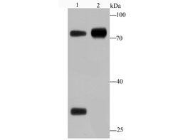 Invitrogen Human IgM Polyclonal Antibody 100 &mu;L; Unconjugated:Antibodies,