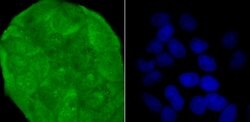 Invitrogen SHP-1 Polyclonal Antibody 100 &mu;L; Unconjugated:Antibodies,