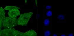 Invitrogen SHP-1 Polyclonal Antibody 100 &mu;L; Unconjugated:Antibodies,