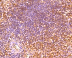 Invitrogen SHP-1 Polyclonal Antibody 100 &mu;L; Unconjugated:Antibodies,