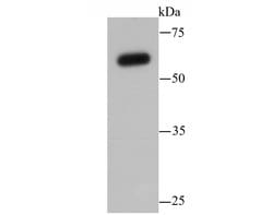 Invitrogen SHP-1 Polyclonal Antibody 100 &mu;L; Unconjugated:Antibodies,