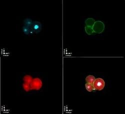 Invitrogen Figla Polyclonal Antibody 100 &mu;L; Unconjugated:Antibodies,
