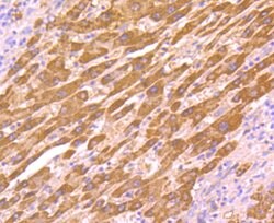 Invitrogen AKR1C1 Polyclonal Antibody 100 &mu;L; Unconjugated:Antibodies,