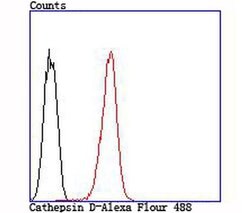 Invitrogen Cathepsin D Polyclonal Antibody 100 &mu;L; Unconjugated:Antibodies,