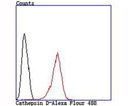 Invitrogen Cathepsin D Polyclonal Antibody 100 &mu;L; Unconjugated:Antibodies,