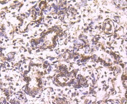 Invitrogen Cathepsin D Polyclonal Antibody 100 &mu;L; Unconjugated:Antibodies,