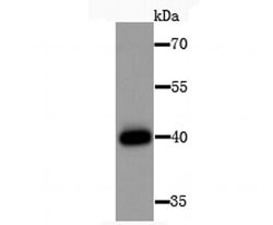 Invitrogen HLA-AB Polyclonal Antibody 100 &mu;L | Buy Online | Invitrogen&trade; | Fisher Scientific