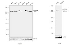 Invitrogen Filamin A Polyclonal Antibody 100 &mu;L; Unconjugated:Antibodies,