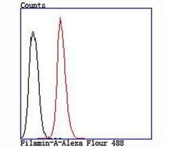 Invitrogen Filamin A Polyclonal Antibody 100 &mu;L; Unconjugated:Antibodies,