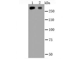 Invitrogen Filamin A Polyclonal Antibody 100 &mu;L; Unconjugated:Antibodies,