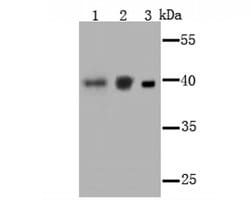 Invitrogen PCBP1 Polyclonal Antibody 100 &mu;L | Buy Online | Invitrogen&trade; | Fisher Scientific
