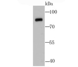 Invitrogen Calpain 1 Polyclonal Antibody 100 &mu;L | Buy Online | Invitrogen&trade; | Fisher Scientific