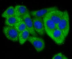 Invitrogen&trade;&nbsp;Jagged1 Polyclonal Antibody