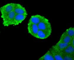 Invitrogen IKK beta Polyclonal Antibody 100 &mu;L; Unconjugated:Antibodies,