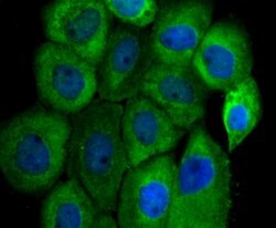 Invitrogen FBXL2 Polyclonal Antibody 100 &mu;L; Unconjugated:Antibodies,