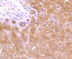 Invitrogen FBXL2 Polyclonal Antibody 100 &mu;L; Unconjugated:Antibodies,