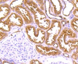 Invitrogen FBXL2 Polyclonal Antibody 100 &mu;L; Unconjugated:Antibodies,