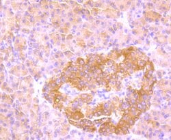 Invitrogen FBXL2 Polyclonal Antibody 100 &mu;L; Unconjugated:Antibodies,