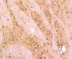 Invitrogen FBXL2 Polyclonal Antibody 100 &mu;L; Unconjugated:Antibodies,