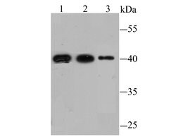 Invitrogen FBXL2 Polyclonal Antibody 100 &mu;L; Unconjugated:Antibodies,