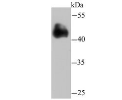 Invitrogen FBXL2 Polyclonal Antibody 100 &mu;L; Unconjugated:Antibodies,