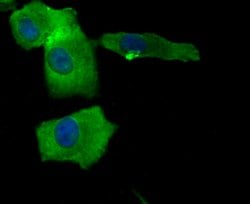 Invitrogen Bax Polyclonal Antibody 100 &mu;L; Unconjugated:Antibodies,