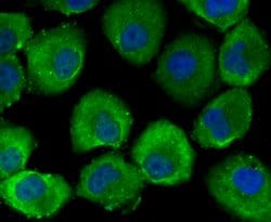 Invitrogen Bax Polyclonal Antibody 100 &mu;L; Unconjugated:Antibodies,