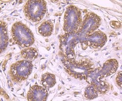 Invitrogen Bax Polyclonal Antibody 100 &mu;L; Unconjugated:Antibodies,
