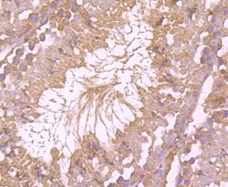 Invitrogen Bax Polyclonal Antibody 100 &mu;L; Unconjugated:Antibodies,