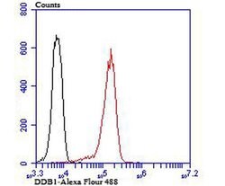 Invitrogen DDB1 Polyclonal Antibody 100 &mu;L; Unconjugated:Antibodies,
