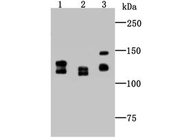 Invitrogen DDB1 Polyclonal Antibody 100 &mu;L; Unconjugated:Antibodies,