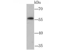 Invitrogen NFIB Polyclonal Antibody 100 &mu;L; Unconjugated:Antibodies,