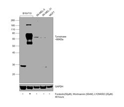Invitrogen Tyrosinase Polyclonal Antibody 100 &mu;L; Unconjugated:Antibodies,