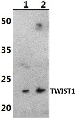 Invitrogen TWIST1 Polyclonal Antibody 100 &mu;L; Unconjugated:Anticorps,