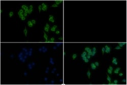 Invitrogen beta Tubulin Polyclonal Antibody 100 &mu;L | Buy Online | Invitrogen&trade; | Fisher Scientific