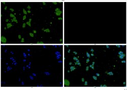 Invitrogen STAT3 Polyclonal Antibody 100 &mu;L; Unconjugated:Antibodies,