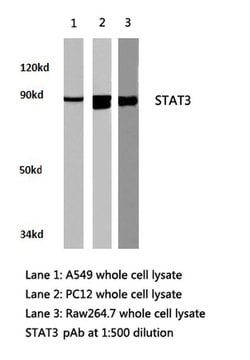 Invitrogen STAT3 Polyclonal Antibody 100 &mu;L; Unconjugated:Antibodies,
