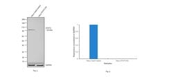 Invitrogen STAT3 Polyclonal Antibody 100 &mu;L; Unconjugated:Antibodies,