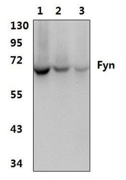 Invitrogen Fyn Polyclonal Antibody 100 &mu;L | Buy Online | Invitrogen&trade; | Fisher Scientific