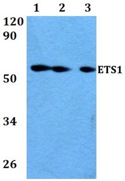 Invitrogen ETS1 Polyclonal Antibody 100 &mu;L; Unconjugated:Antibodies,